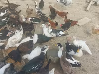 مسکوی خانگی — عکس 1