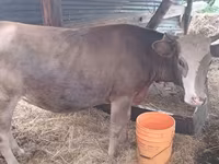 วัวตัวเมีย, Simmental cattle — รูปภาพ 2