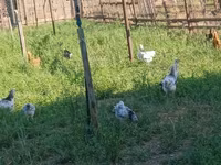 Chickens — عکس 7