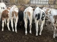 Bik, Simmental cattle — fotografija 6
