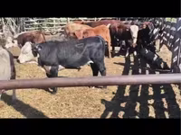 Dibi, Cattle — sawirka 1