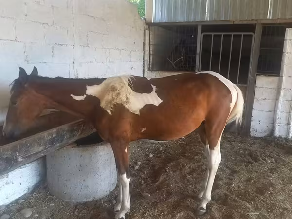 Horse (M), Horses — Kyrgyzstan