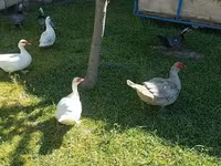 Ducks — تصویر 5
