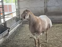 قوچ, Arashan sheep — عکس 2