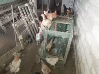 Chickens — 照片 2