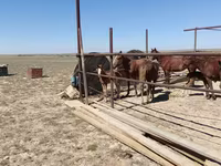 Égua, Kazakh horse — foto 2