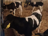 Toro, Russian Black pied cattle — foto 1