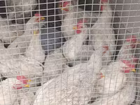 Chickens — Foto 3