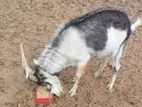 Billy Goat, Goats — photo 4