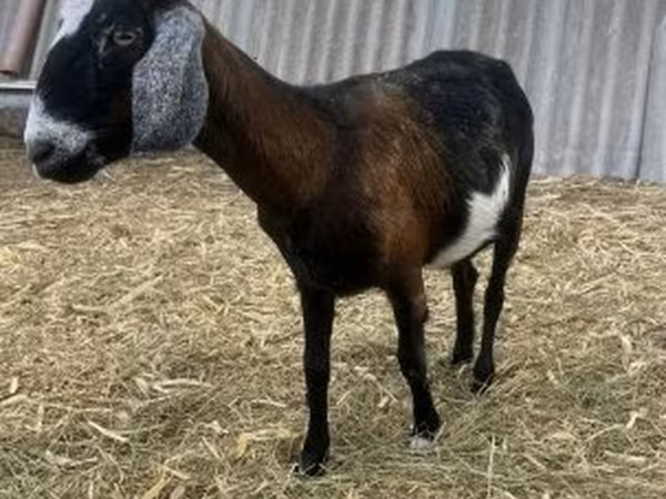 Kozioł, Alpine goat
