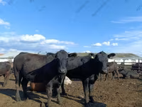 Tehén, Aberdeen-Angus — 1. fotó