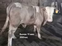 Bou, Simmental cattle — foto 4