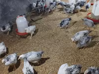 Chickens — รูปภาพ 7