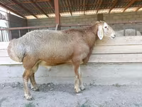 Widder, Arashan sheep — Foto 2