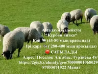 Baran, Owce — zdjęcie 1