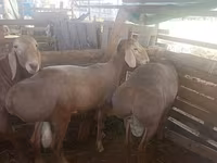 Montone, Arashan sheep — foto 1