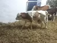 سانڈ, Simmental cattle — تصویر 4