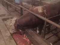 Bik, Simmental cattle — fotografija 6