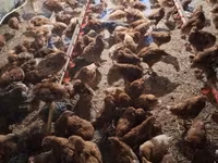 Chickens — zdjęcie 1