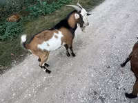 Billy Goat, Goats — photo 5
