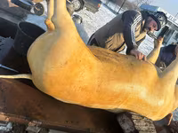 नर सूअर, सूअर — फ़ोटो 2