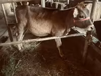 गाय, अलाताऊ नस्ल — फ़ोटो 8