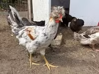 Chickens — عکس 3
