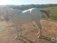 Kuda betina, Horses — foto 3
