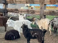 Cabra, Cabras — foto 2