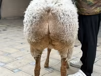 Sheep, Awassi sheep — photo 6