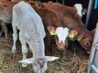 گاو نر, Simmental cattle — عکس 3