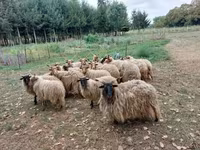 Πρόβατα (παρτίδα, φύλο μη καθορισμένο), Racka sheep — φωτογραφία 2