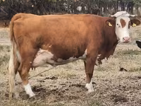 ላም, Limousin cow — ፎቶ 1