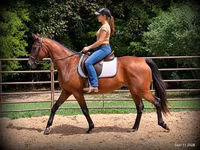 Cavalla, Standardbred — foto 2