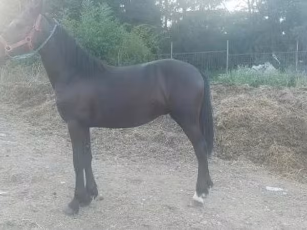 اسب نر, Friesian