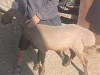 مینڈھا, Edilbay sheep — تصویر 3