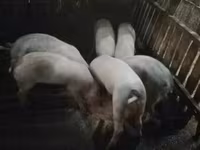 หมูป่าตัวผู้, หมู — รูปภาพ 1