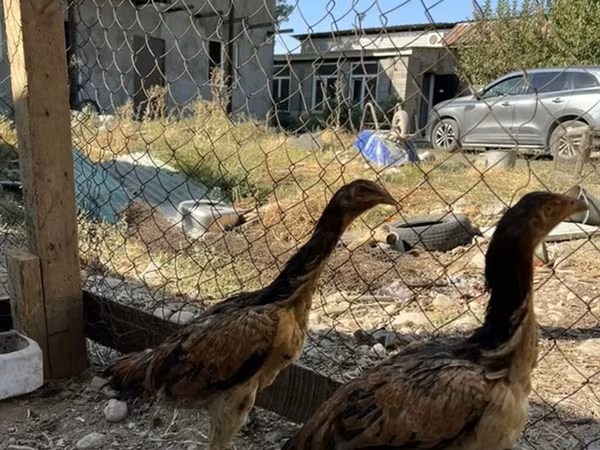 Chickens