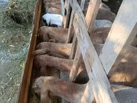 Pecora, Pecore — foto 8