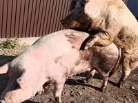 Porci (lot, sex nespecificat), Ландрас — foto 8