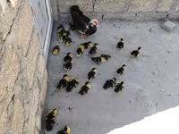 Domestic Muscovy — foto 1