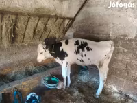 วัวตัวเมีย, Russian Black pied cattle — รูปภาพ 1