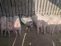 Scrofa, Maiali — foto 4