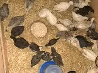 Turkeys — รูปภาพ 4