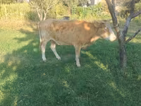 Ko, Alatau-racen — foto 5