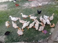 Niemiecki Pekin — zdjęcie 2