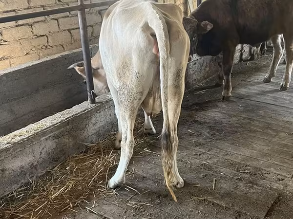 گاو ماده, Simmental cattle