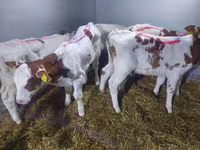 โคเนื้อ (เป็นล็อต, ไม่ระบุเพศ), Simmental cattle — รูปภาพ 1