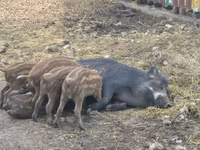 母猪, Pigs — 照片 1