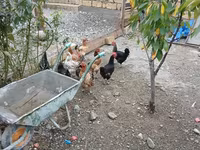 Chickens — عکس 4